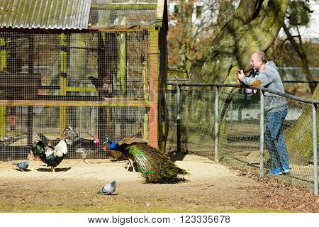 Kristianstad Sweden - March 20 2016: Male senior person lean against a fence to take photographs of peacock and rooster using his mobile phone in public park. Real people in everyday life.
