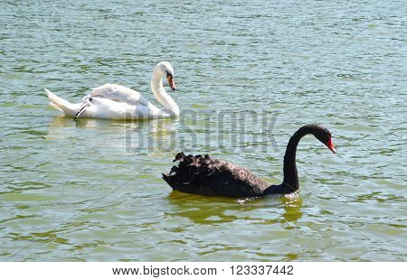 Black and white swans swim on the lake