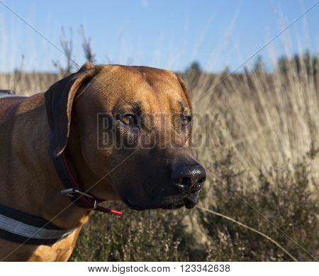 Portrait of a Rhodesian Ridgeback, outdoors in the sun