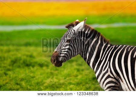 Close-up portrait of beautiful African zebra at the savannah of Kenya