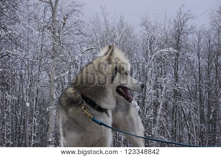 dog breed Siberian Husky great feel in a snowy forest
** Note: Soft Focus at 100%, best at smaller sizes
