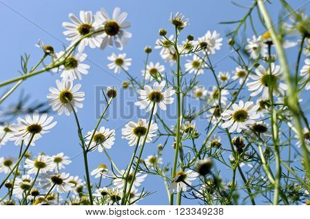 closeup of blooming camomile (Matricaria chamomilla) - homeopathic flowers low angle viewbacklit