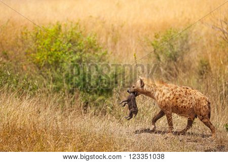 Spotted hyena female picks up her small cub by the scruff of the neck