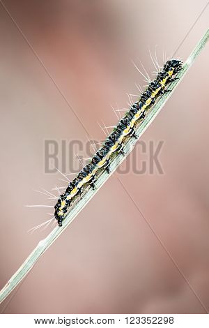 little worm with long hairs on a branch