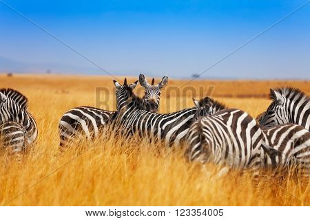 Zebra herd pasturing on the grasslands of Kenya, Africa