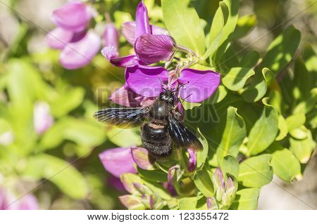 Xylocopa bumblebee pollinating a Polygala Myrtifolia, sunny day