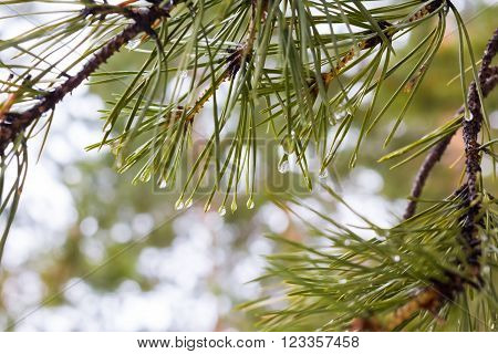 Young pine cone on a branch with needles close up