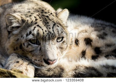 Side Portrait Of Snow Leopard - Irbis Uncia Uncia With Shallow Focus