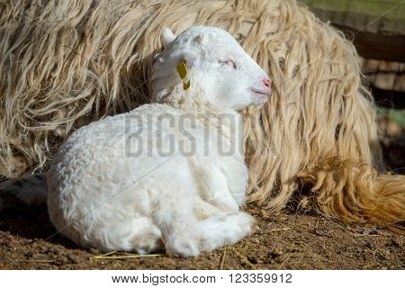 Sheep With Lamb On Rural Farm