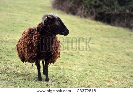Soay sheep in field. A brown rare breed sheep on a farm in Somerset, UK