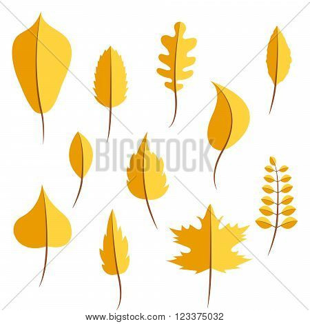 Autumn yellow withered leaves in flat style vector set. Oak leaf, chestnut leaf, maple, birch and acacia leaves.