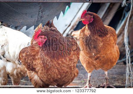 Two brown chickens in the village in the sunny day under a saw for cutting wood