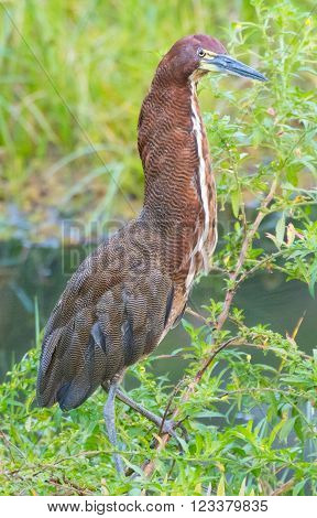 Rufescent Tiger-Heron (Tigrisoma lineatum) perched on a branch