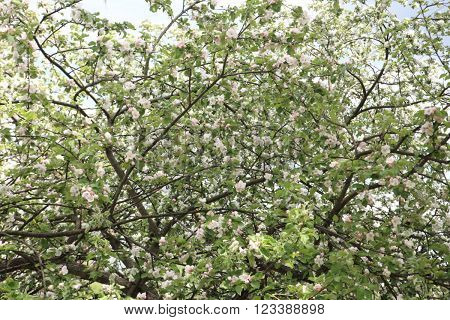 image of many Apple Flower at Spring