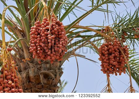 Ripening dates hanging from a date palm tree in Muscat Oman