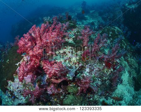 Anemoneor Actinia home or clownfish urticante marine animal