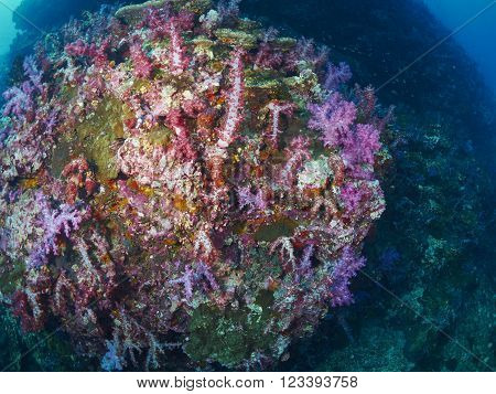 Anemoneor Actinia home or clownfish urticante marine animal