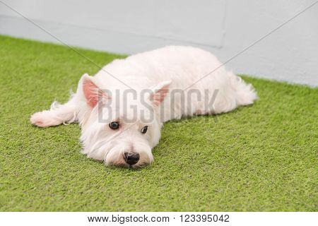 White terrier or westie highland dog sitting on a black chair and smiling