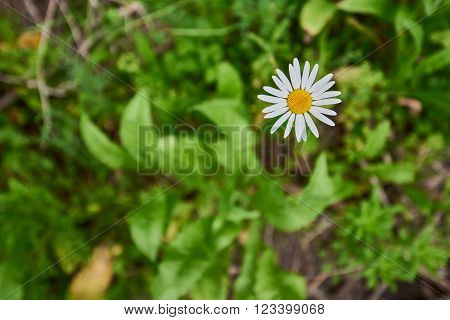 Corn Chamomile. Yellow and white daisy like flowers growing wild in a New Zealand Park