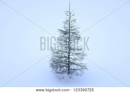 Asia Fir on clean Background. Nice 3D Rendering