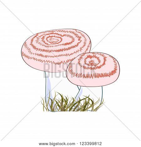 Eatable mushrooms isolated on white background. Volnushki. Vector illustration.