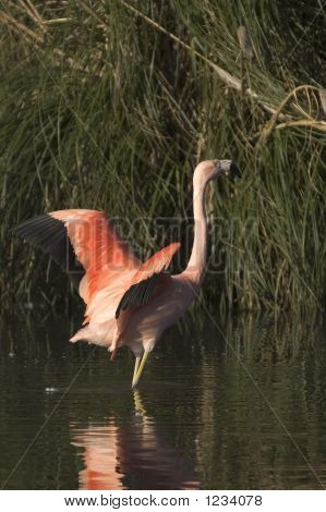 Flamingo