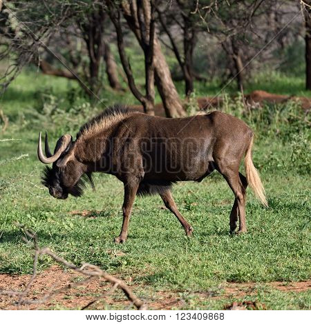 Black Wildebeest. African Wildlife, Namibia