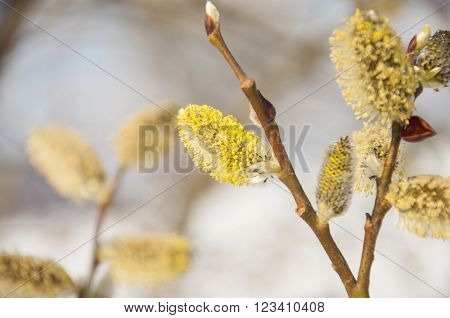 Pussywillow branches (Salix caprea) in early spring nature. Pussy-willow branch and Blue Sky macro.