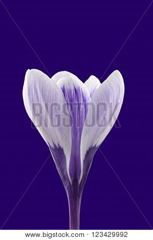 Crocus