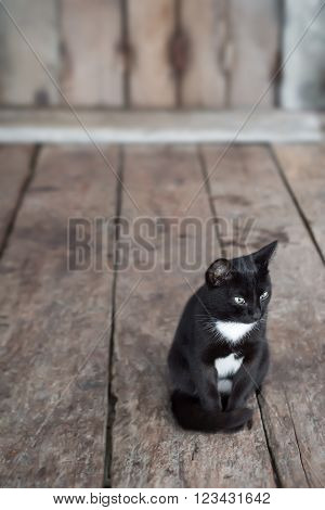 Black and white colours cat sitting in front of house wood floor and background.