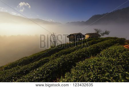 View in morning  in tea plantation Thailand  .