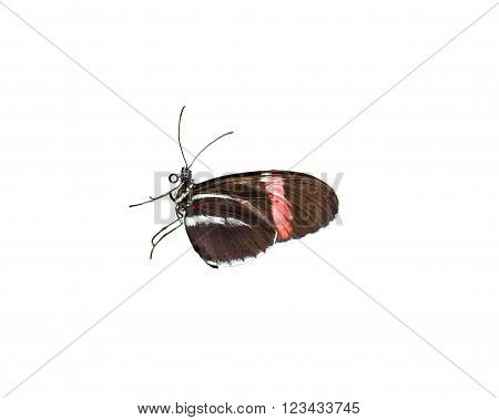 Colorful Doris Longwing butterfly isolated on a white background
