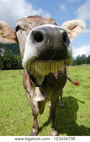 Curious cow close-up on graze on the Swiss alps