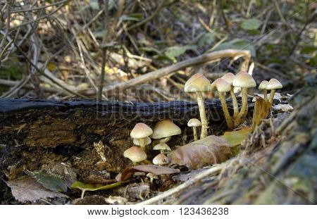 Sulphur Tuft fungi Hypholoma Fasciculare in woodland.
** Note: Shallow depth of field