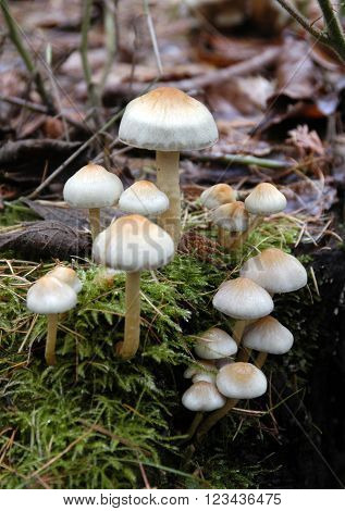 Fungi