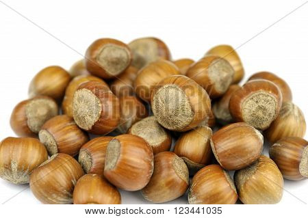 Hazelnuts also called cob or filbert nuts.