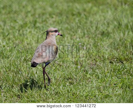 The southern lapwing (Vanellus chilensis) seen in the Ibera Wetland area of Argetina