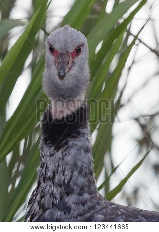 The southern screamer (Chauna torquata) seen in Ibera wetland area of Argentina.
** Note: Visible grain at 100%, best at smaller sizes