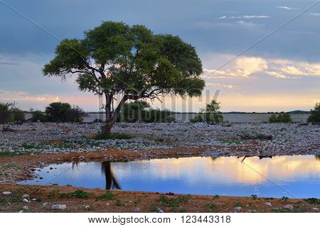 Namibia, Africa, Savannah At Night