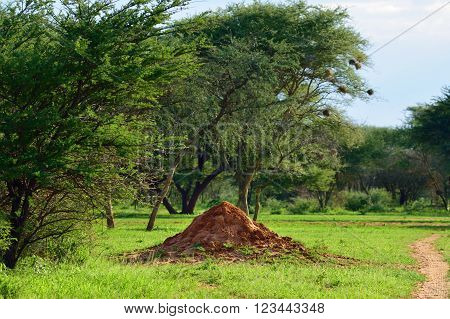 Waterberg region jungle and the big orange termite mound shown at sunset light Africa Namibia