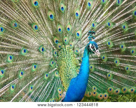portrait of a peacock with outspread, colorful tail