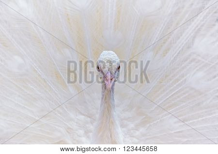 Image of Close up Portrait of White Peacock