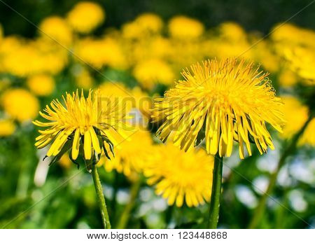 Dandelions in the meadow. Bright flowers dandelions on background of green meadows.