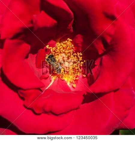 Red rose petals and stamens and bee feading inside it