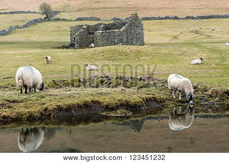 Sheep grazing on the Yorkshire Dales near Kettlewell on the Dales Way footpath in the Yorkshire Dales National Park, a popular location for tourists and walkers visiting the park.