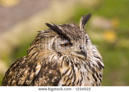 Eagle Owl Portrait