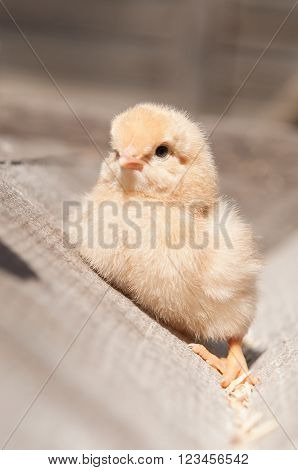 cure yellow little chicken on a farm, standing on wood at the sun