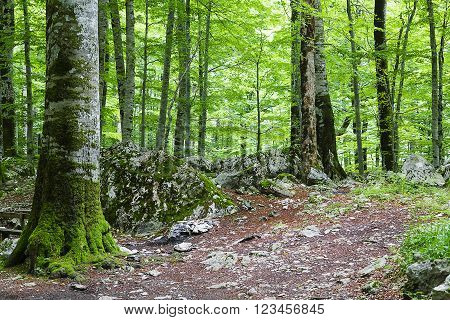 Dense forest with stones and moss on a summer day.