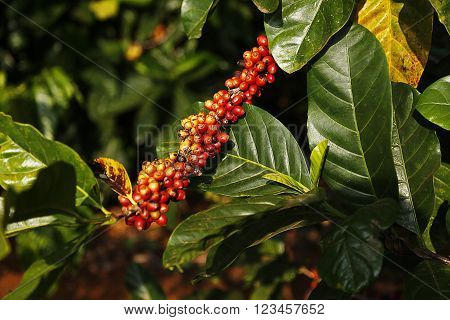 Coffee beans on a stalk in Vietnam.