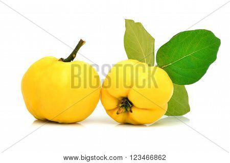 Ripe yellow quinces isolated on the white
